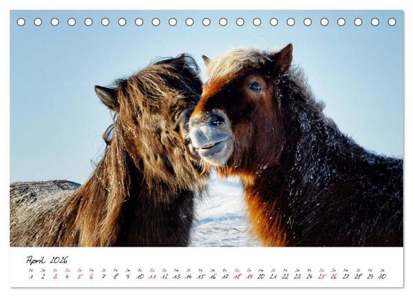 Produktbild: Islandpferde take it Isi (Tischkalender 2026 DIN A5 quer), CALVENDO Monatskalender