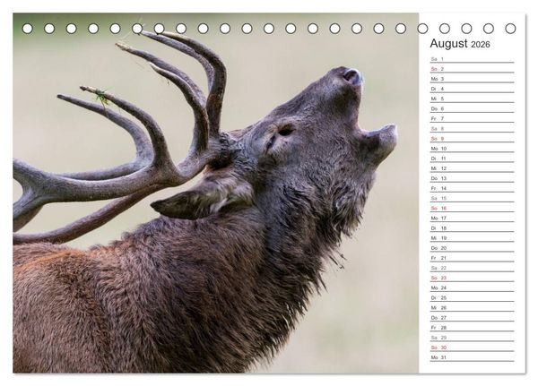 Produktbild: Emotionale Momente: Hirschbrunft. Part II. (Tischkalender 2026 DIN A5 quer), CALVENDO Monatskalender