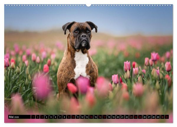 Produktbild: K&auml;the - ein Boxer mit Charme (hochwertiger Premium Wandkalender 2026 DIN A2 quer), Kunstdruck in Hochglanz