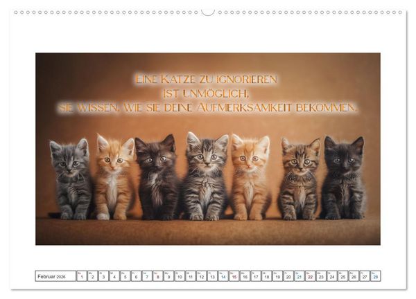 Produktbild: Katzenpower (Wandkalender 2026 DIN A2 quer), CALVENDO Monatskalender