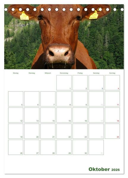 Produktbild: Kuhle K&uuml;he 2026 (Tischkalender 2026 DIN A5 hoch), CALVENDO Monatskalender