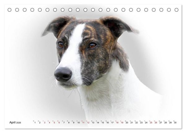 Produktbild: Windhund Portrait 2026 White Edition (Tischkalender 2026 DIN A5 quer), CALVENDO Monatskalender