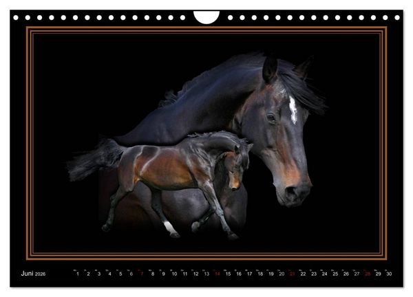 Produktbild: Traumpferde-ART-Collection (Wandkalender 2026 DIN A4 quer), CALVENDO Monatskalender