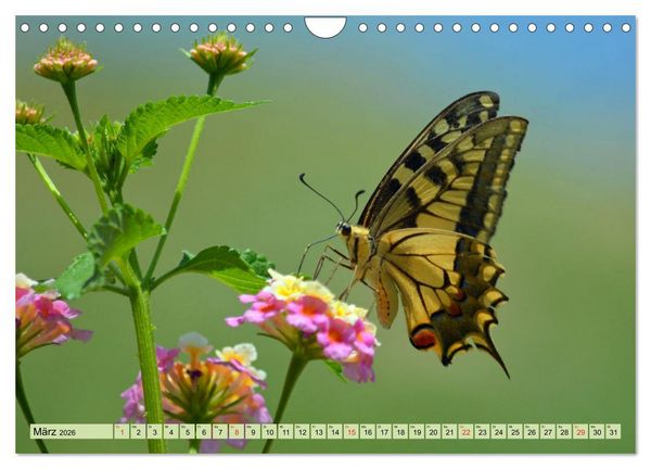Produktbild: Farbenpracht der Insekten (Wandkalender 2026 DIN A4 quer), CALVENDO Monatskalender