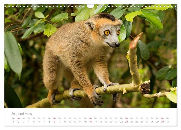 Produktbild: Paradies Madagaskar (Wandkalender 2026 DIN A3 quer), CALVENDO Monatskalender