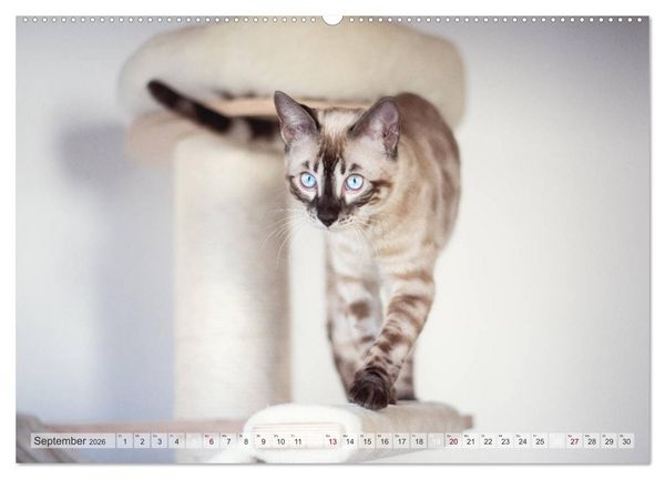 Produktbild: Wildes Wohnzimmer - Die Bengalkatze (Wandkalender 2026 DIN A2 quer), CALVENDO Monatskalender