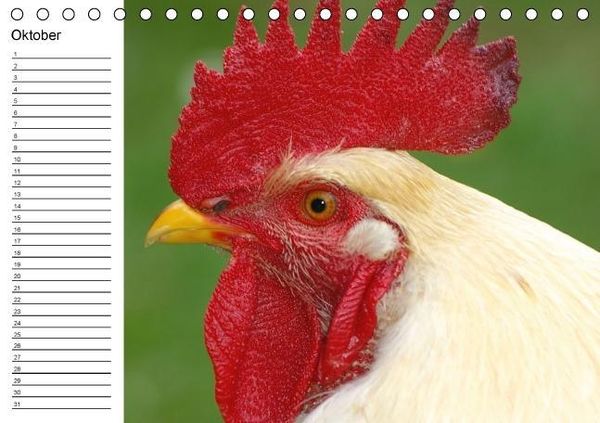 Produktbild: H&uuml;hner / Geburtstagskalender (Tischkalender immerw&auml;hrend DIN A5 quer)