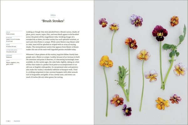 Produktbild: Pansies