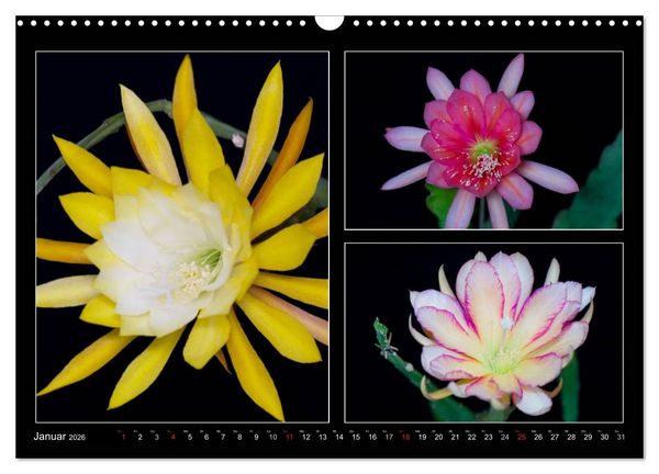 Produktbild: Epiphyllum-Hybriden (Wandkalender 2026 DIN A3 quer), CALVENDO Monatskalender