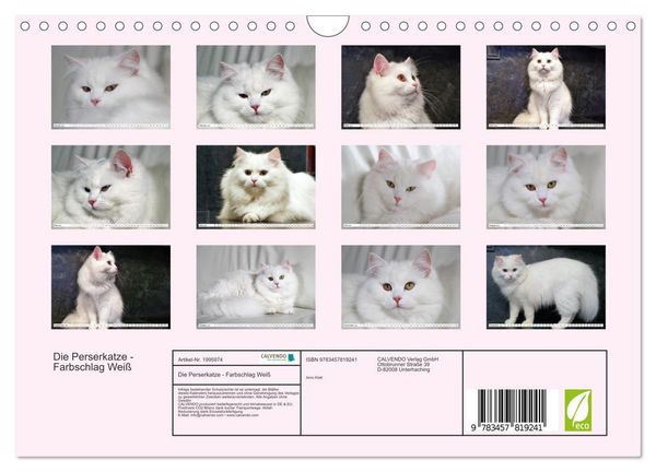 Produktbild: Die Perserkatze - Farbschlag Wei&szlig; (Wandkalender 2026 DIN A4 quer), CALVENDO Monatskalender
