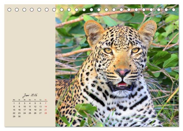 Produktbild: Leoparden. Geschmeidig, kr&auml;ftig und klug (Tischkalender 2026 DIN A5 quer), CALVENDO Monatskalender