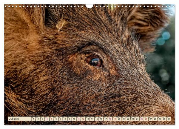Produktbild: Unverwechselbar - Wildschwein (Wandkalender 2026 DIN A3 quer), CALVENDO Monatskalender