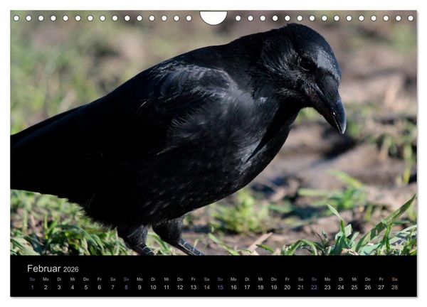 Produktbild: Rabenschwarze Impressionen - meike-ajo-dettlaff.de via wildvogelhlfe.org (Wandkalender 2026 DIN A4 quer), CALVENDO Monatskalender