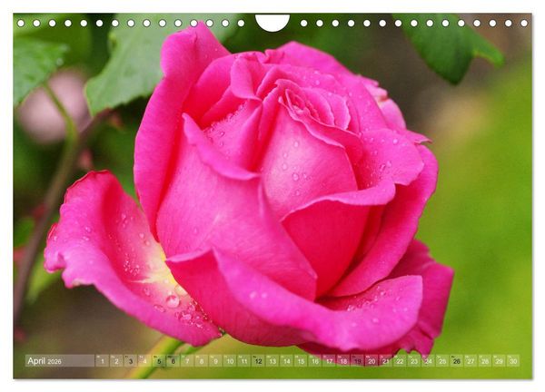 Produktbild: Stolze Rosen (Wandkalender 2026 DIN A4 quer), CALVENDO Monatskalender