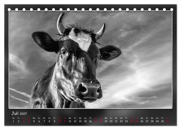 Produktbild: Tieren ins Gesicht geschaut (Tischkalender 2027 DIN A5 quer), CALVENDO Monatskalender