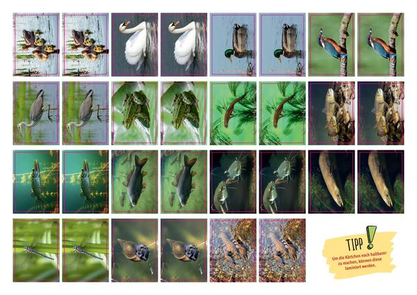 Produktbild: Frosch, Biber und Libelle. Tiere am Wasser. Kamishibai Bildkarten und Memo-Spiel