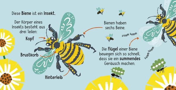 Produktbild: 50 W&ouml;rter &uuml;ber die Natur - Insekten