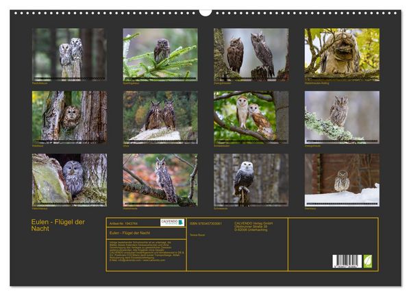 Produktbild: Eulen - Fl&uuml;gel der Nacht (Wandkalender 2026 DIN A2 quer), CALVENDO Monatskalender