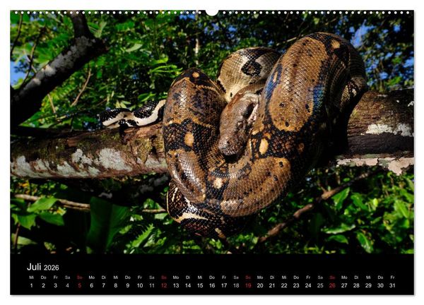 Produktbild: Schlangen (hochwertiger Premium Wandkalender 2026 DIN A2 quer), Kunstdruck in Hochglanz