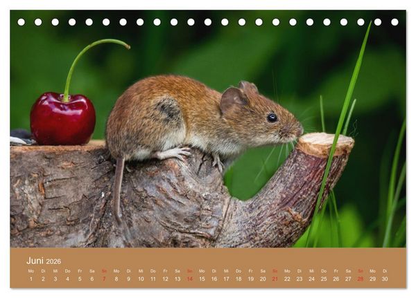 Produktbild: M&auml;usetanz (Tischkalender 2026 DIN A5 quer), CALVENDO Monatskalender