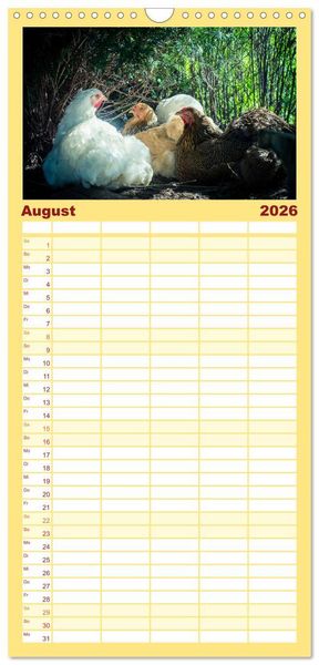 Produktbild: Familienplaner 2026 - H&uuml;hner in meinem Garten mit 5 Spalten (Wandkalender, 21 x 45 cm) CALVENDO