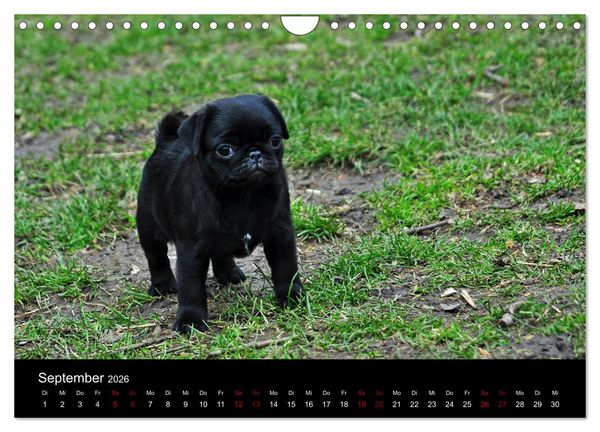 Produktbild: Alles Mops-Kalender 2026 (Wandkalender 2026 DIN A4 quer), CALVENDO Monatskalender