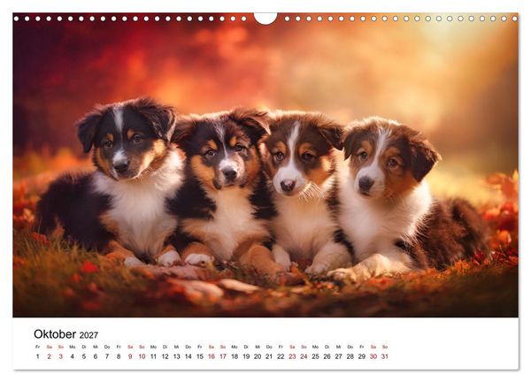 Produktbild: Born to run - Ein Jahr mit Australian Shepherds (Wandkalender 2027 DIN A3 quer), CALVENDO Monatskalender