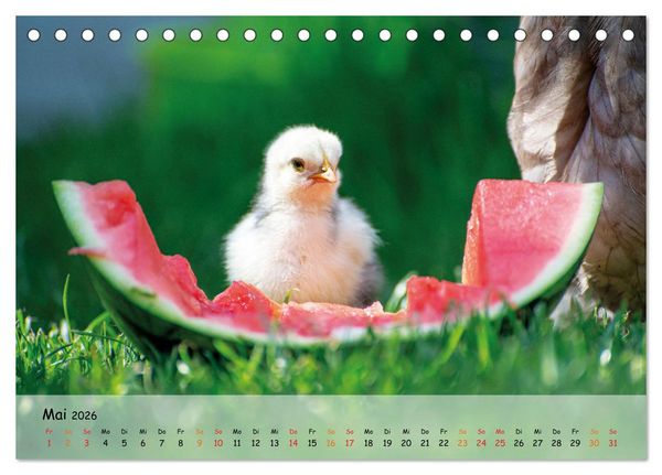 Produktbild: H&uuml;hner im Garten (Tischkalender 2026 DIN A5 quer), CALVENDO Monatskalender
