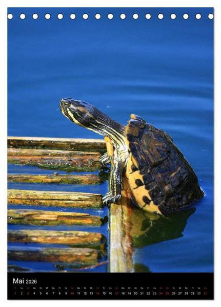 Produktbild: Wildlife 2026 (Tischkalender 2026 DIN A5 hoch), CALVENDO Monatskalender