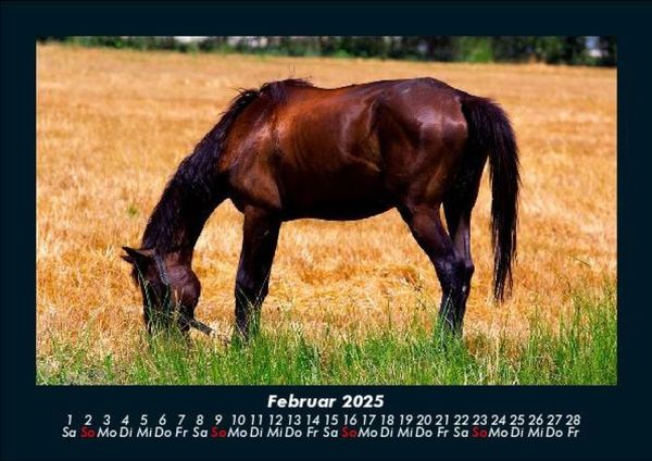 Produktbild: Pferdegefl&uuml;ster 2025 Fotokalender DIN A5