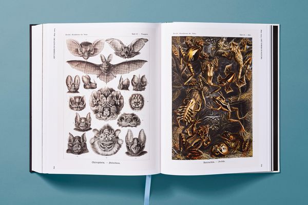 Produktbild: The Art and Science of Ernst Haeckel