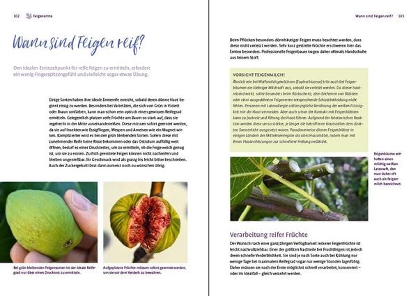 Produktbild: Feigen aus dem eigenen Garten