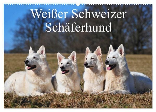 Produktbild: Wei&szlig;er Schweizer Sch&auml;ferhund (Wandkalender 2026 DIN A2 quer), CALVENDO Monatskalender