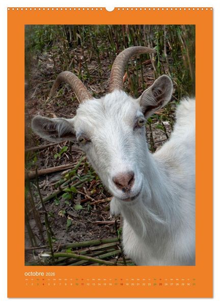 Produktbild: Beaut&eacute; rustique Regards animaliers (Calendrier mural 2026 DIN A2 horizontal) calendrier de bureau