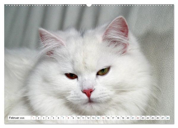 Produktbild: Die Perserkatze - Farbschlag Wei&szlig; (Wandkalender 2026 DIN A2 quer), CALVENDO Monatskalender