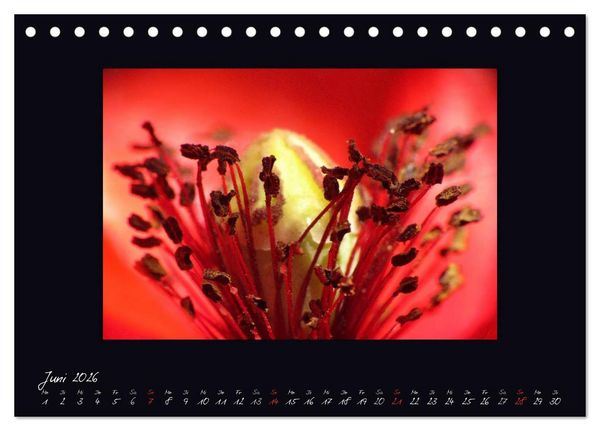 Produktbild: MOHNographie (Tischkalender 2026 DIN A5 quer), CALVENDO Monatskalender