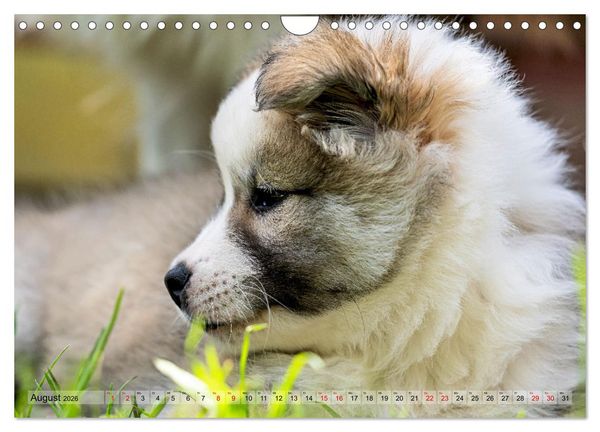 Produktbild: Bezaubernde Islandhundewelpen (Wandkalender 2026 DIN A4 quer), CALVENDO Monatskalender