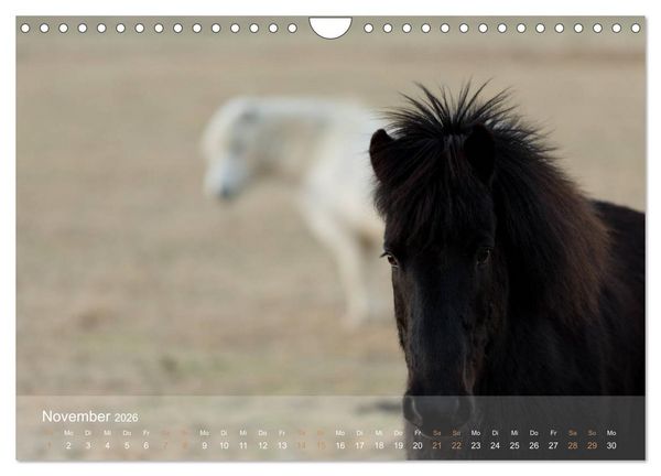 Produktbild: Islandpferde - Der T&ouml;lt Kalender (Wandkalender 2026 DIN A4 quer), CALVENDO Monatskalender