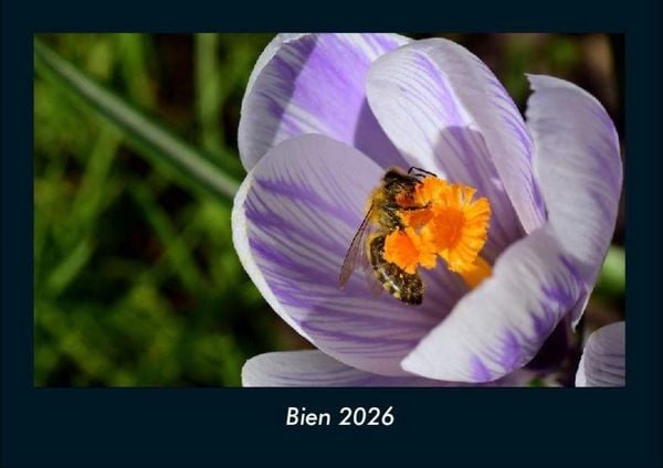 Produktbild: Bien 2026 Fotokalender DIN A4
