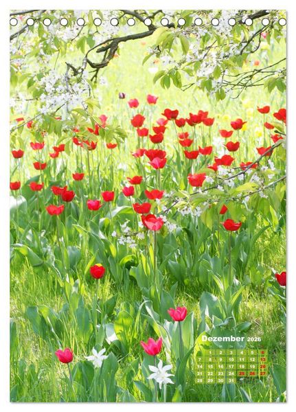 Produktbild: Ein buntes Tulpenjahr (Tischkalender 2026 DIN A5 hoch), CALVENDO Monatskalender