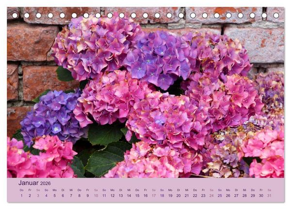 Produktbild: Hortensien 2026. Farbenpr&auml;chtige Impressionen aus dem Garten (Tischkalender 2026 DIN A5 quer), CALVENDO Monatskalender