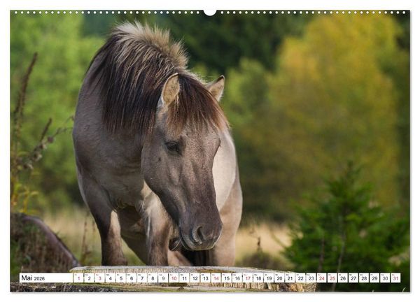 Produktbild: Konik - Frei geboren (hochwertiger Premium Wandkalender 2026 DIN A2 quer), Kunstdruck in Hochglanz