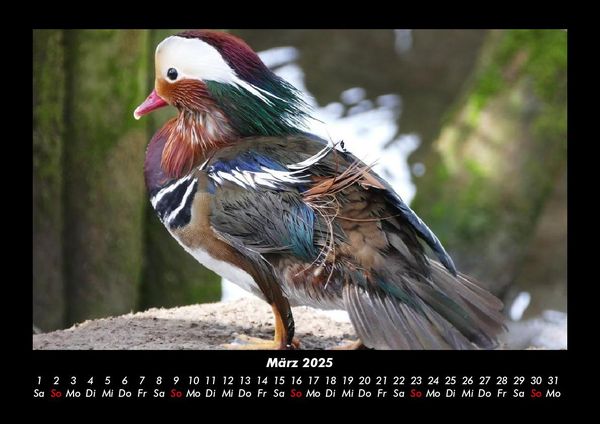 Produktbild: Enten 2025 Fotokalender DIN A3