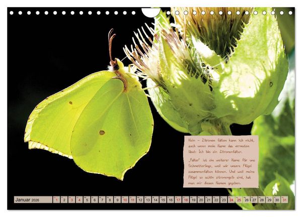 Produktbild: GEOclick Lernkalender: Steckbriefe einheimischer Schmetterlinge (Wandkalender 2026 DIN A4 quer), CALVENDO Monatskalender