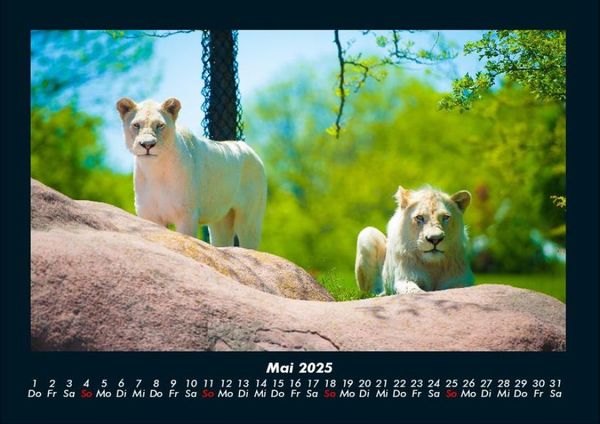 Produktbild: Der Tierkalender 2025 Fotokalender DIN A4