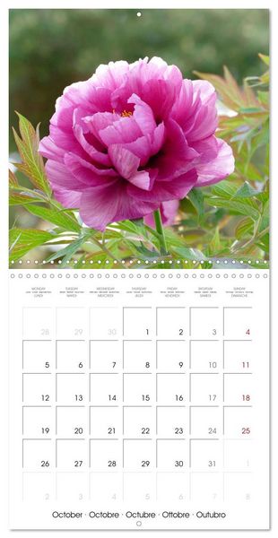 Produktbild: Peonies as painted (Wall Calendar 2026 12 &times; 12 Inch) CALVENDO 12 Month Wall Calendar