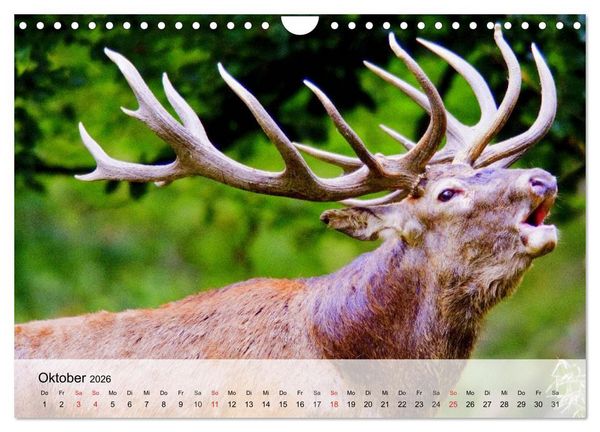 Produktbild: Rotwild. Edle Hirsche, stolze K&uuml;he (Wandkalender 2026 DIN A4 quer), CALVENDO Monatskalender