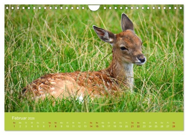 Produktbild: Die lieben Kleinen ... Tierkinder einfach zum Knuddeln (Wandkalender 2026 DIN A4 quer), CALVENDO Monatskalender