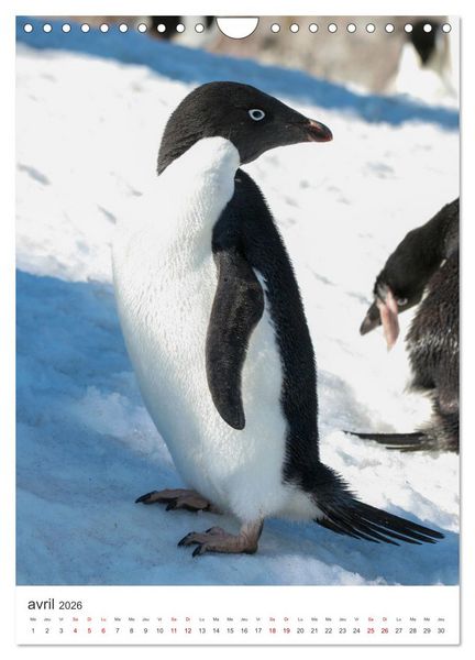 Produktbild: Antarctique des oiseaux de l&eacute;gende (Calendrier mural 2026 DIN A4 horizontal), CALVENDO calendrier mensuel