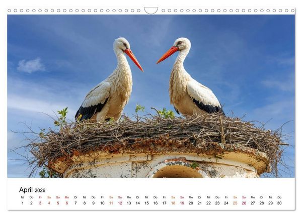 Produktbild: St&ouml;rche - Zeit f&uuml;r sch&ouml;ne Augenblicke (Wandkalender 2026 DIN A3 quer), CALVENDO Monatskalender